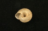 老子盾蝸牛藏品圖，第2張
